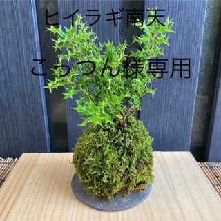 こっつん様専用　ヒイラギ南天苔玉(その他)