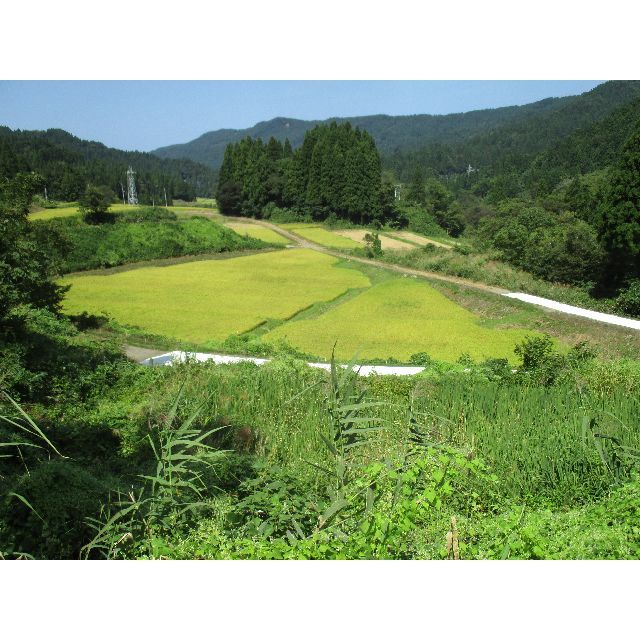 新潟県 ４年産 コシヒカリ 白米 　10ｋｇ(10ｋｇ×１袋) お米 米 3
