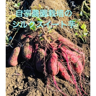 シルクスイート芋苗500本(野菜)