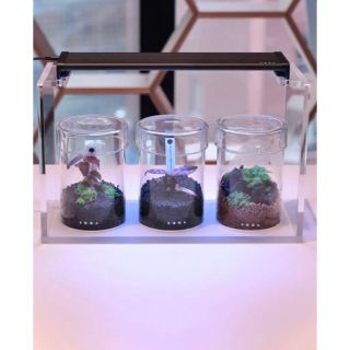 値下げ ADA LAB限定発売 GLASS POT KAKU 新品