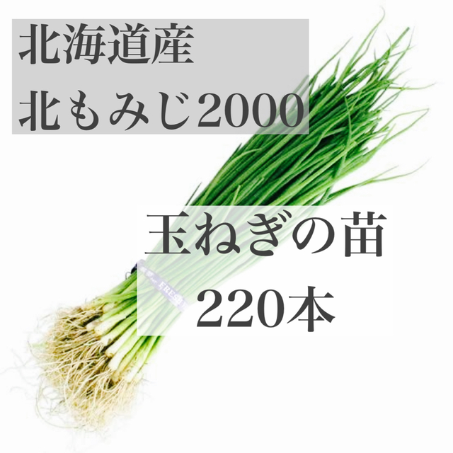 玉ねぎの苗 北もみじ2000の通販 by ラクマ|ラクマ
