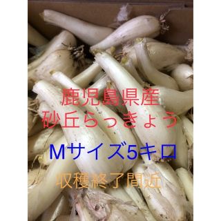 鹿児島県産砂丘らっきょうMサイズ5キロ(野菜)