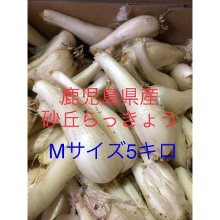 鹿児島県産砂丘らっきょうMサイズ5キロ(野菜)