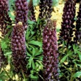 【花の種】ルピナス　ギャラリーブルー　紫　ムラサキ系　４０粒(プランター)