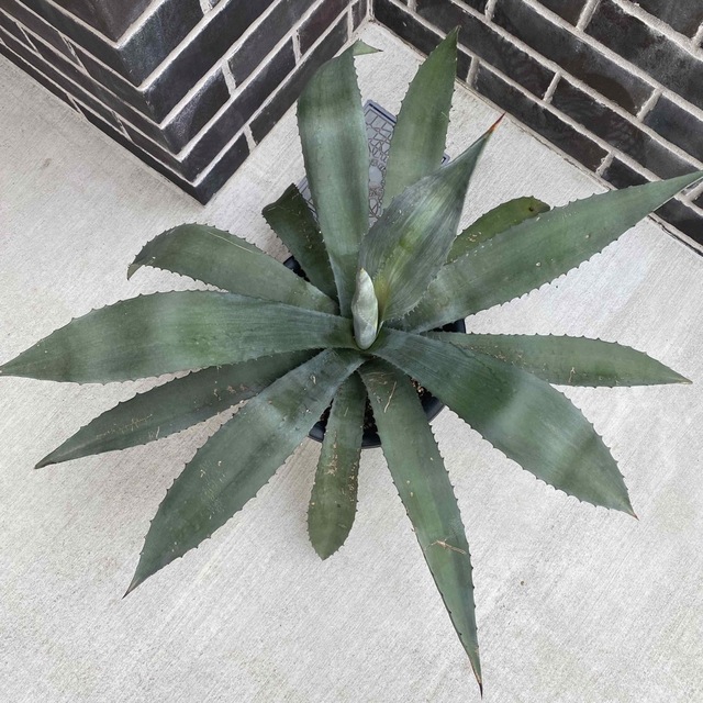 アガベ アメリカーナ Agave  青の竜舌蘭　大株