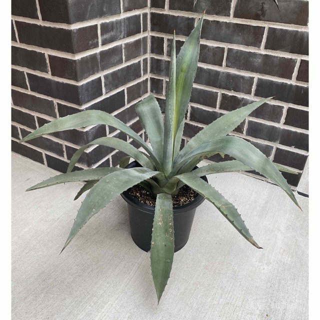 予約特典 Agave americanaアガベアメリカーナアオノリュウゼツラン ...