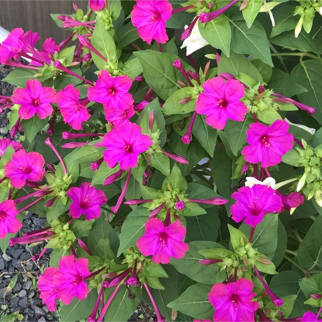 オシロイバナの種(濃いピンク)  20粒　　　　　花の種 ハンドメイドのフラワー/ガーデン(その他)の商品写真