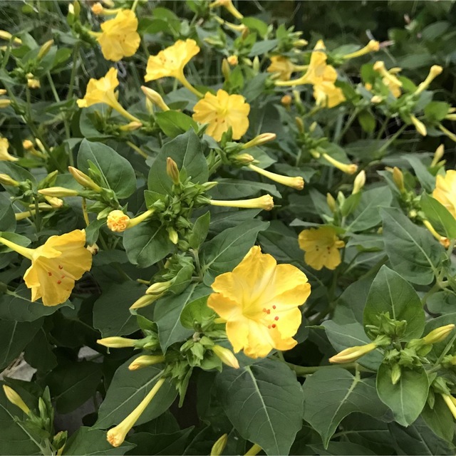 オシロイバナの種(黄)  20粒　　　　　花の種 ハンドメイドのフラワー/ガーデン(その他)の商品写真
