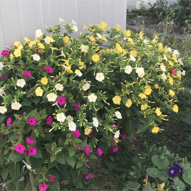 オシロイバナの種(黄)  20粒　　　　　花の種 ハンドメイドのフラワー/ガーデン(その他)の商品写真