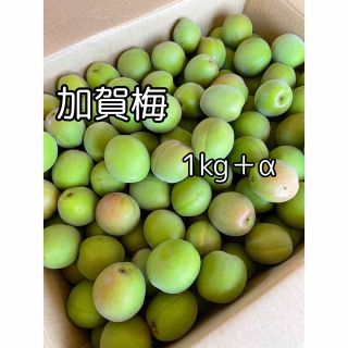 加賀梅　青梅　1kg＋α(フルーツ)