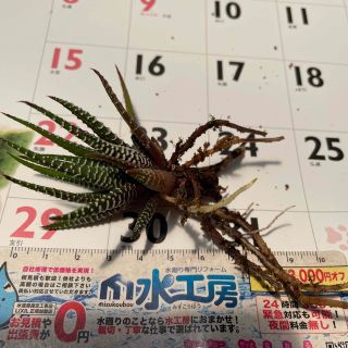 ハオルチア12の巻　観葉植物　抜き苗2個(その他)