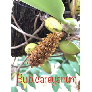 【Mia様 専用】Bulb.careyanum 開花苗 珍品　リード出芽中(プランター)