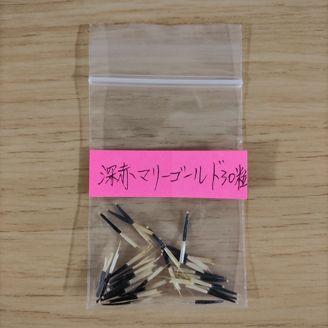 あおれんが様専用　超巨大なひまわりの種10粒 ハンドメイドのフラワー/ガーデン(その他)の商品写真