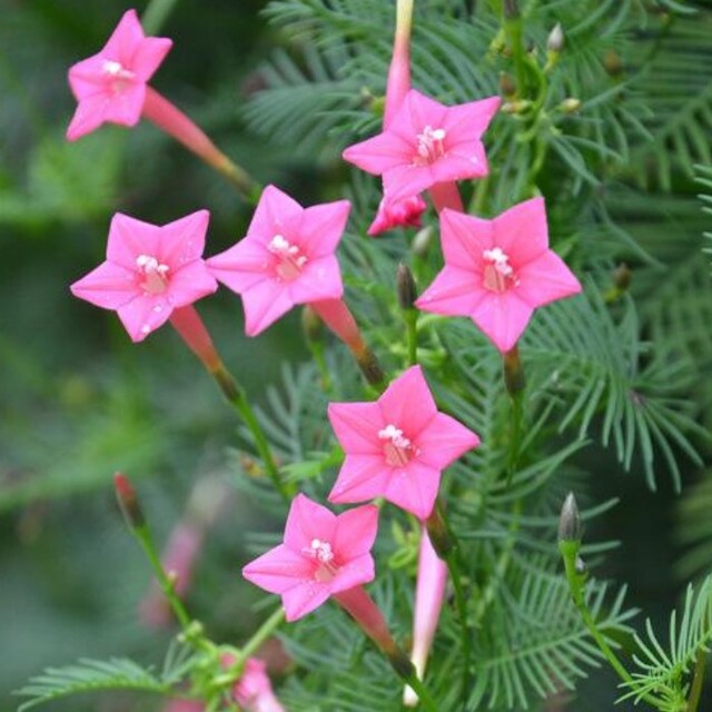 るこう草の色ピンク、白ミックスの種30粒 ハンドメイドのフラワー/ガーデン(プランター)の商品写真