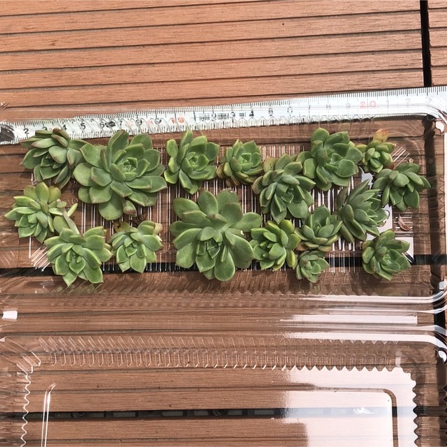 のんきまま様専用/多肉植物・マッコス3・#12 ハンドメイドのフラワー/ガーデン(その他)の商品写真