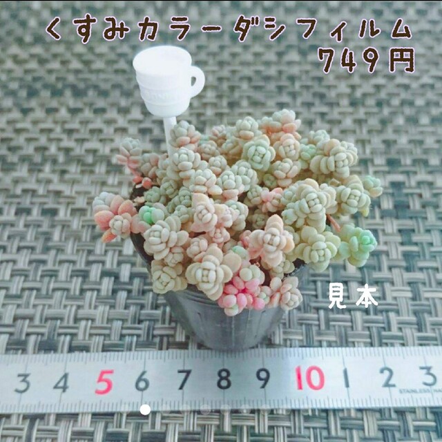 はなこ様即購入OK パープルヘイズグラデーション ポット発送 多肉植物セダム ハンドメイドのフラワー/ガーデン(プランター)の商品写真