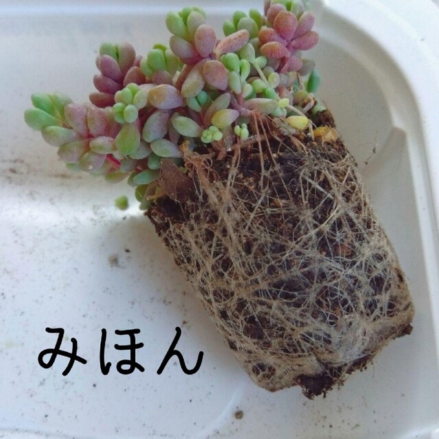 はなこ様即購入OK パープルヘイズグラデーション ポット発送 多肉植物セダム ハンドメイドのフラワー/ガーデン(プランター)の商品写真