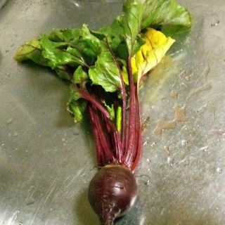 自家採種　野菜や花の種　３種類選択　農薬不使用　動物性堆肥不使用(その他)