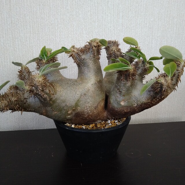 レア種 現地株 Pachypodium enigmaticum.の通販 by アンジュ|ラクマ レア種 現地株 Pachypodium enigmaticum.の通販 by アンジュ|ラクマ