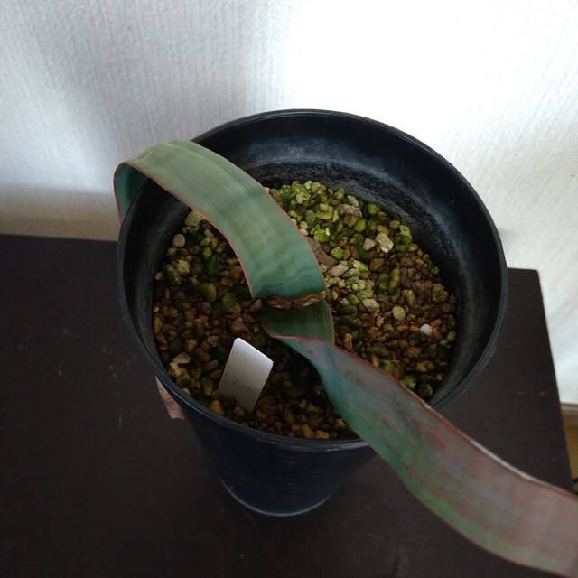 奇想天外 Welwitschia Mirabilis