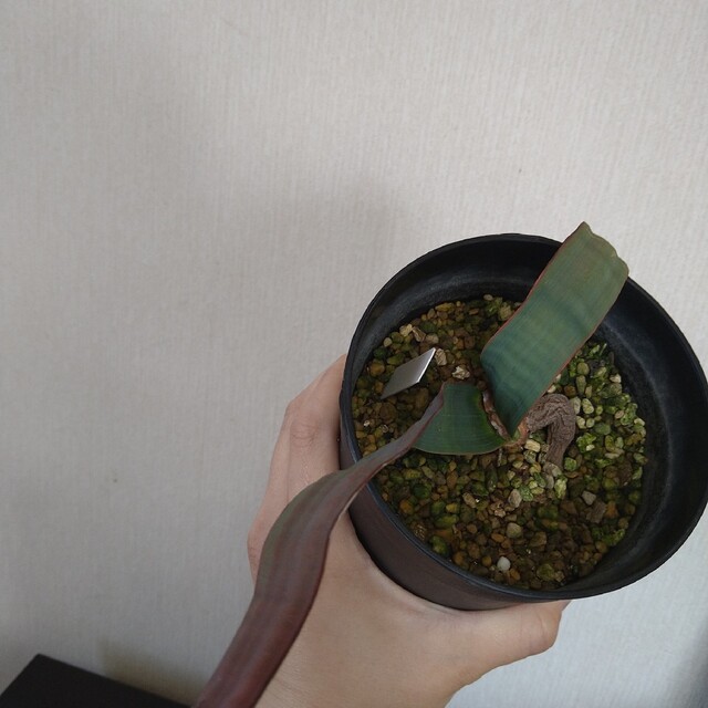 奇想天外 Welwitschia Mirabilis