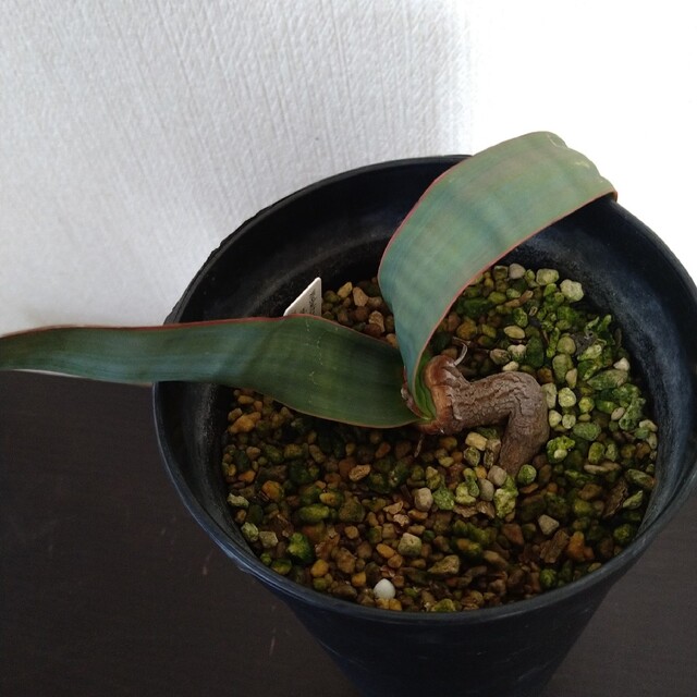奇想天外 Welwitschia Mirabilis