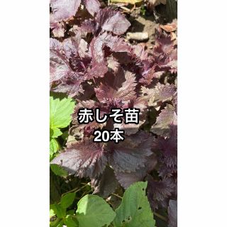 農薬を使っていない赤紫蘇苗　20本(野菜)