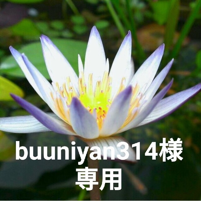 buuniyan314様専用☆送料込み☆熱帯睡蓮☆紫式部 その他のその他(その他)の商品写真