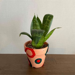 観葉植物　サンスベリア　ハニー　鉢付き(その他)