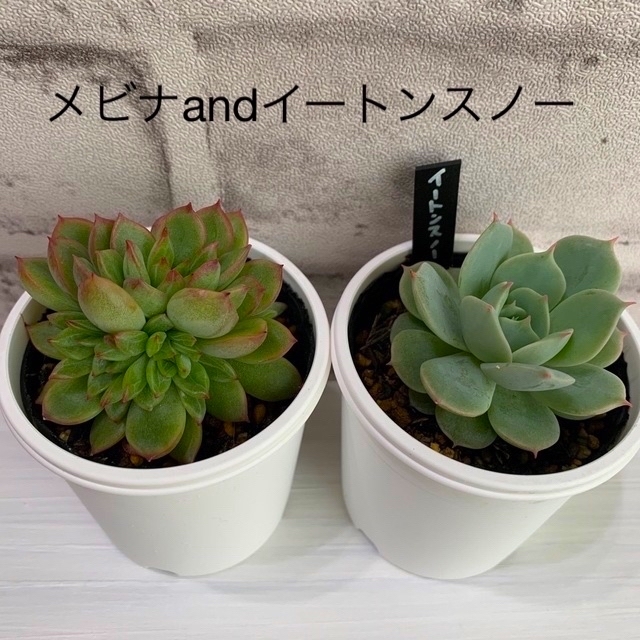 クリアセール 【】レア‼️チワワエンシス イエコラ×アメジスティヌム