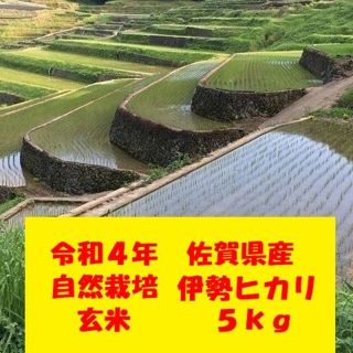 玄米５kg！完全自然栽培の美味しいお米！令和４年度！佐賀県産「伊勢ヒカリ」(米/穀物)