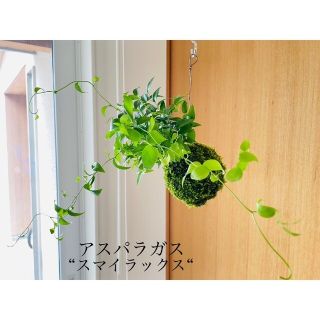 《専用》アスパラガス"スマイラックス"の苔玉とヘデラ"ニューミニシルバー"の苔玉(その他)