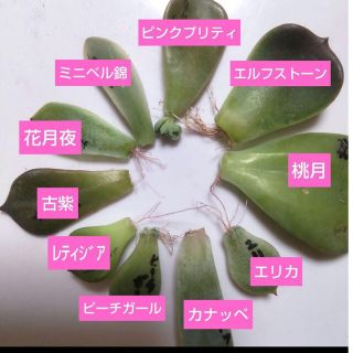 【多肉植物】エルフストーン　エリカ　ピーチガールなど葉挿しセット(その他)