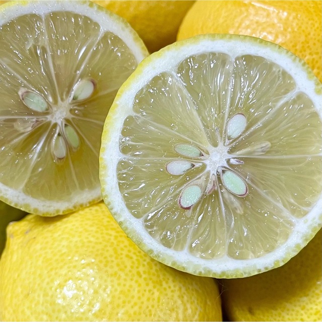 愛媛県産 農薬不使用 レモン10個 国産レモン 果物 国産 食品/飲料/酒の食品(フルーツ)の商品写真