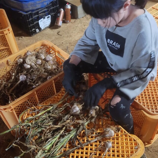 沖永良部島にんにく　乾燥バラ　除草剤不使用！ 食品/飲料/酒の食品(野菜)の商品写真