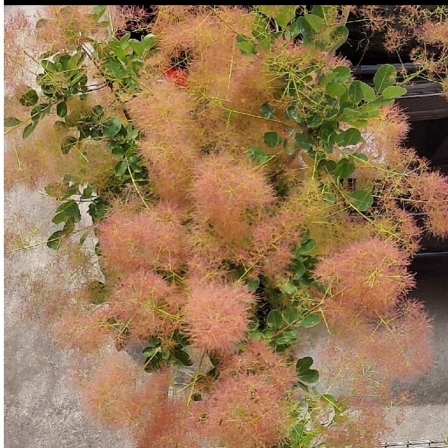 スモークツリー(ピンクエンジェル)　段ボールに入る量 ハンドメイドのフラワー/ガーデン(ドライフラワー)の商品写真