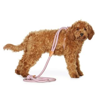 未使用品 Boo Oh Ray Harness オールインワンハーネス (犬)