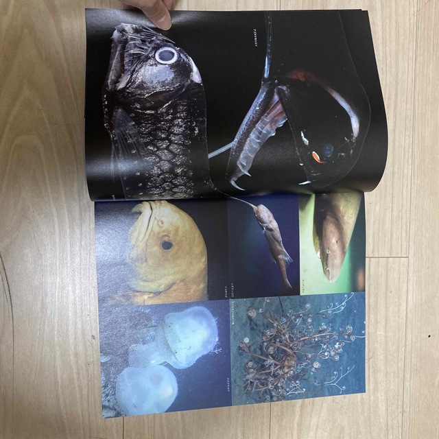 特別展「深海2017〜最深研究でせまる"生命"と"地球"〜」 エンタメ/ホビーの本(科学/技術)の商品写真