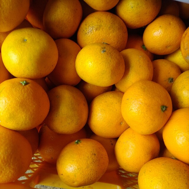 和歌山産清見オレンジ一箱10kg 食品/飲料/酒の食品(フルーツ)の商品写真