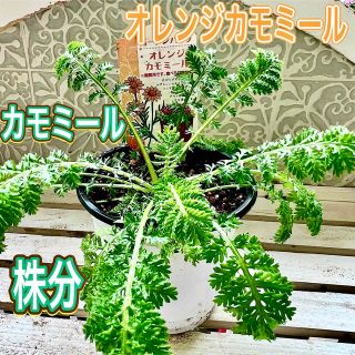 オレンジカモミール　株分け　苗　カモミール　オレンジのお花　寄せ植え(その他)