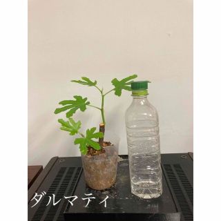 イチジク　ダルマティ　挿し木苗(その他)