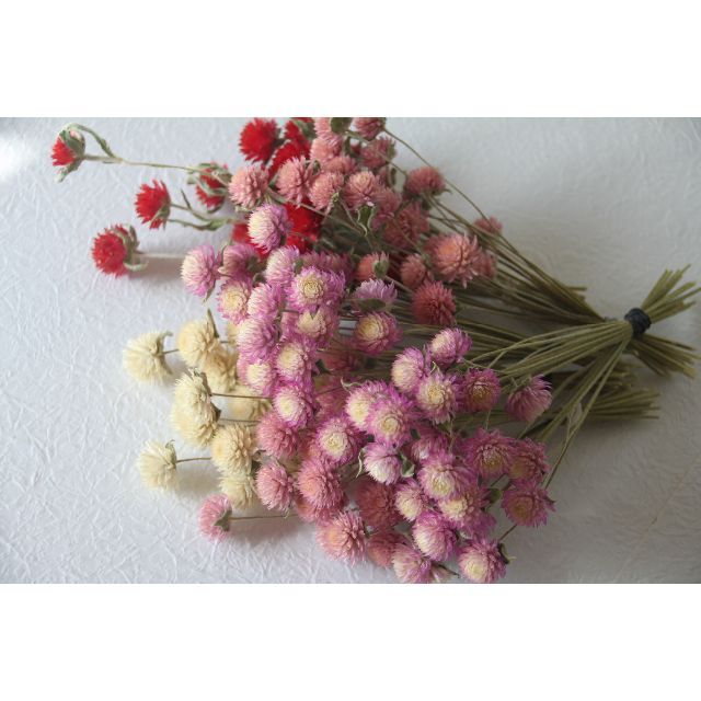 千日紅茎付き4色 ピンク.白.赤 計120本 センニチコウ ハンドメイドのフラワー/ガーデン(ドライフラワー)の商品写真