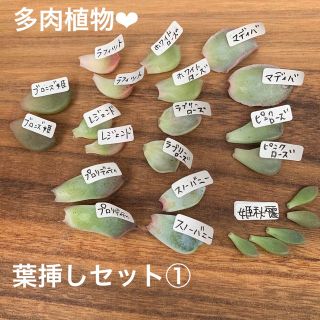 多肉植物❤︎葉挿しセット①ラブリーローズ入り♡(その他)