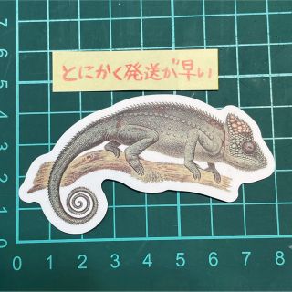 【防水ステッカー】カメレオン　図鑑　リアルイラスト(爬虫類/両生類用品)