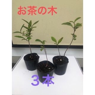 お茶の木　抜き苗　３本　新芽　手作り日本茶に(その他)