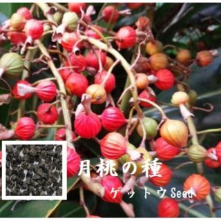 D5.46  月桃の種10ml 約200粒 沖縄ハーブ ゲットウseed(ドライフラワー)