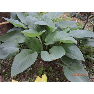 深緑色の葉色の大型ギボウシ   １芽(その他)