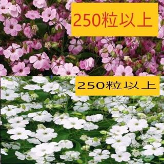 らんまま様向け  -種サポナリア　ピンク＆ホワイトビューティー+ホワイトナイト(プランター)