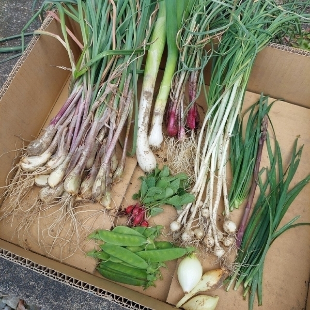 おまかせ野菜詰め合わせBOX【S】 食品/飲料/酒の食品(野菜)の商品写真