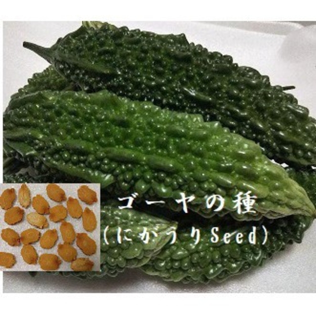 RD1  ゴーヤ の種20粒 沖縄　島野菜たね にがうりseed　緑のカーテン 食品/飲料/酒の食品(野菜)の商品写真